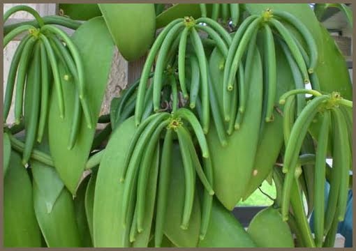 Green Vanilla Planifolia