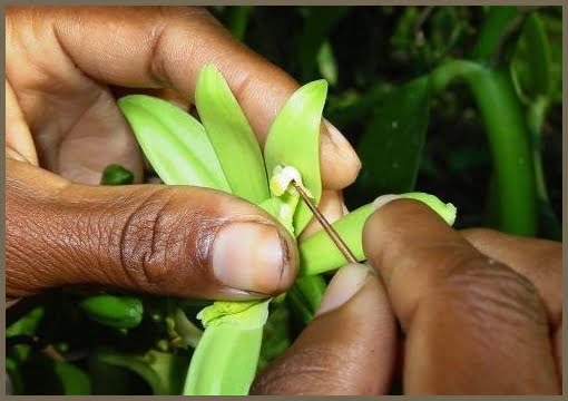 Vanilla Flower Pollination