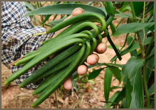 Vanilla Harvesting