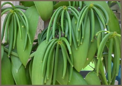 Green Vanilla Planifolia